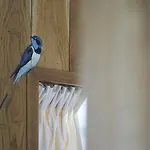 Nyaraló De La Foret *